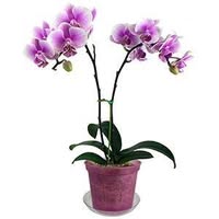 rePotme Coupons and Promo Code