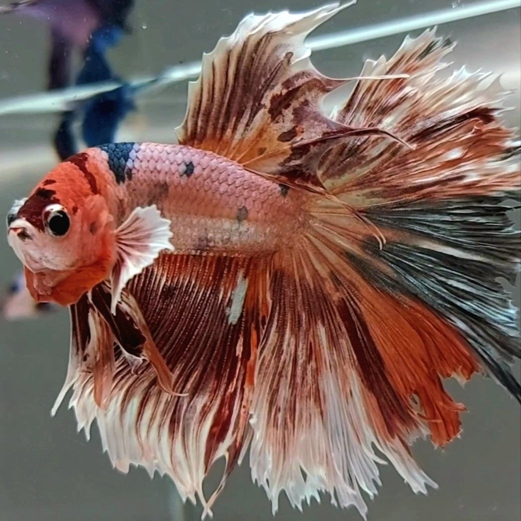 Rare Betta Fish Store Coupons and Promo Code