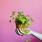 Sow Exotic Coupons and Promo Code