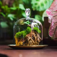 NCYP Garden Coupons and Promo Code