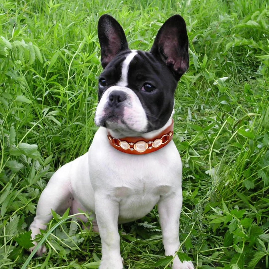 Magnolia Pet Coupons and Promo Code