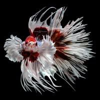 Rare Betta Fish Store Coupons and Promo Code