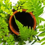 Tevaplanter Coupons and Promo Code